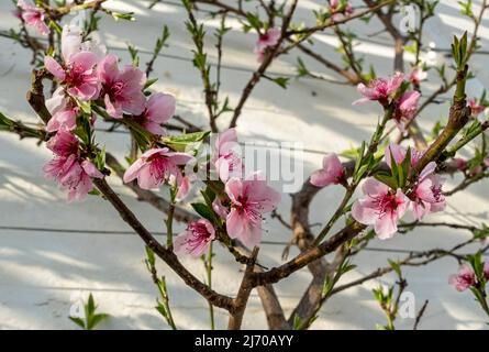 Gros plan d'une fleur rose sur un arbre de pêche prunus persica croissant dans une serre de serre au printemps Angleterre Royaume-Uni Grande-Bretagne Banque D'Images