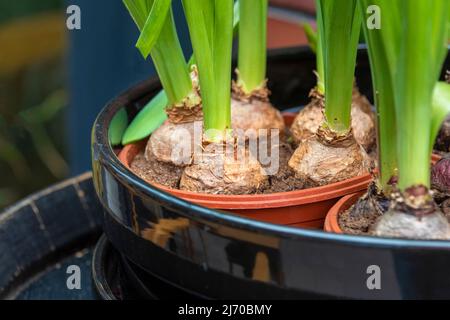 Bulbes de fleurs de printemps dans un pot. Marché aux fleurs, jardinage, serre, plantes à la maison. Banque D'Images