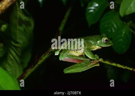 MALABAR Gliding Frog, Amboli, Sindhudurg, Maharashtra, Inde Banque D'Images