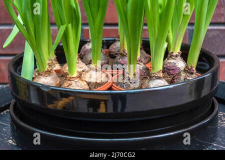 Bulbes de fleurs de printemps dans un pot. Marché aux fleurs, jardinage, serre, plantes à la maison. Banque D'Images