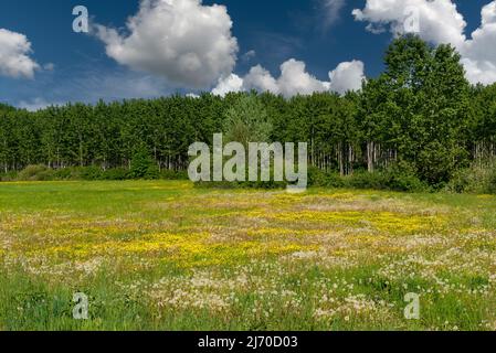 Prairie à fleurs printanières avec bosquet de peuplier en arrière-plan et ciel bleu avec nuages blancs Banque D'Images