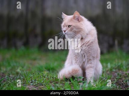 Un chat rouge est en train d'errer dans la cour. Banque D'Images