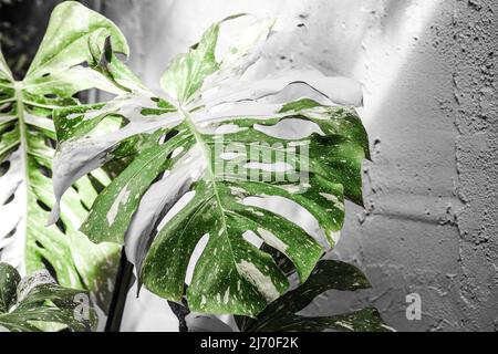 monstera à pois exotique blanc réglable maison tropicale plante pour la décoration intérieure Banque D'Images