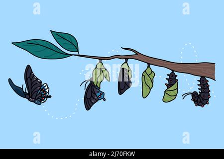 Stades de croissance et de transformation du papillon sur la branche de l'arbre. Cycle de vie et métamorphose de l'insecte. Chenille, larve, pupa, élosion d'imago. Nature et faune. Illustration vectorielle. Illustration de Vecteur