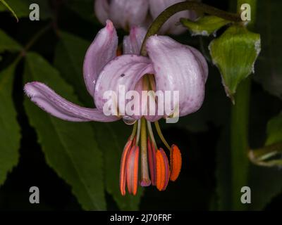 Lilium martagon (famille: Liliaceae. Alpes occidentales). Noms communs: Nénuphars, nénuphars. Banque D'Images