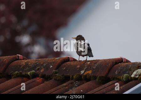 Rare blackbird avec leucisme, manque de pigmentation. Banque D'Images