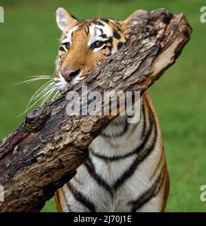 ZONE EXTÉRIEURE TIGER À L'EXOCTIC IN-SYNC. VICKY KEAHEY AVEC DES BÉNÉVOLES A SAUVÉ DES DIZAINES DE GROS CHATS DE PROPRIÉTAIRES PRIVÉS DANS TOUT L'ÉTAT . ON ESTIME QU'IL Y A AU MOINS DEUX FOIS PLUS DE TIGRES CAPTIFS AUX ÉTATS-UNIS (LA MAJORITÉ DES PRISONNIERS ÉLEVÉS AUX ÉTATS-UNIS) QUE L'ENSEMBLE DE LA POPULATION SAUVAGE DANS LE MONDE. PHOTO : GARY ROBERTS Banque D'Images