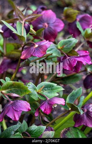 Bush de la première fleur d'hellébore bordeaux-rose au début du printemps Banque D'Images