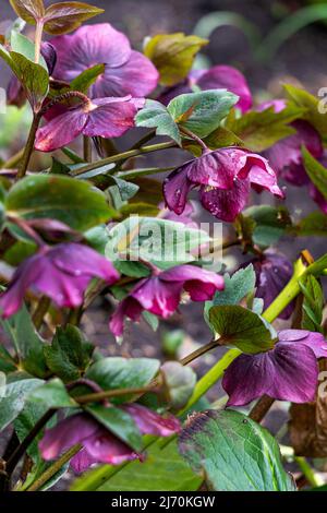 Bush de la première fleur d'hellébore bordeaux-rose au début du printemps Banque D'Images