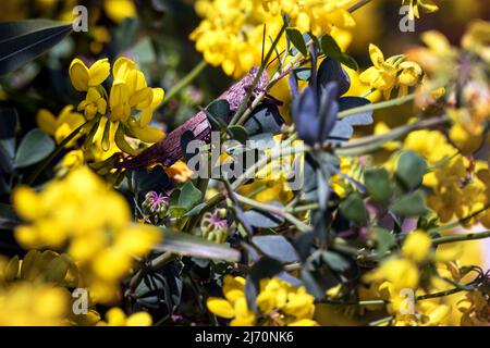 Sauterelle brune sur une fleur jaune de cime de montagne ou Coronilla coronata L. Banque D'Images