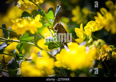 Sauterelle brune sur une fleur jaune de cime de montagne ou Coronilla coronata L. Banque D'Images