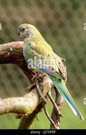 Elégant perroquet, Neophena elegans au sanctuaire de Serendip, près de Geelong, Victoria, Australie Banque D'Images