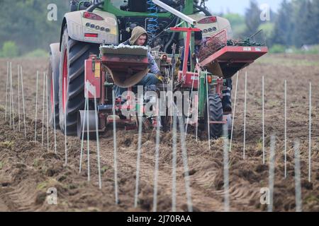 05 mai 2022, Saxe, Weinböhla: Une machine de plantation est utilisée à la cave de vinification de l'État Saxon Schloss Wackerbarth pour placer des greffes dans le sol pour la nouvelle plantation de 8 000 vignes de Pinotine. Ces vignes seront utilisées pour tester comment la variété de vin rouge résistant aux champignons se développe dans le climat saxon. Photo: Robert Michael/dpa/ZB Banque D'Images