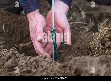 05 mai 2022, Saxe, Weinböhla: Un employé de la cave de vinification Saxon Schloss Wackerbarth vérifie la plantation d'une vigne greffée lors de la replantation de 8000 vignes de Pinotine. Ces vignes seront utilisées pour tester comment la variété de vin rouge résistant aux champignons se développe dans le climat saxon. Photo: Robert Michael/dpa/ZB Banque D'Images