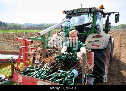 05 mai 2022, Saxe, Weinböhla: Till Neumeister, chef de la viticulture à la cave de vinification Saxon Schloss Wackerbarth, place des greffons pour la nouvelle plantation de 8000 cépages à la pinotine dans une machine de plantation. Ces vignes seront utilisées pour tester comment la variété de vin rouge résistant aux champignons se développe dans le climat saxon. Photo: Robert Michael/dpa/ZB Banque D'Images