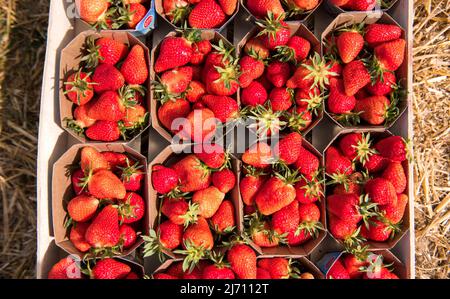 05 mai 2022, Schleswig-Holstein, Grömitz : des fraises mûres cueillies sont loties dans un champ dans un tunnel de feuilles dans une boîte. La saison des fraises a commencé dans le Schleswig-Holstein. Photo: Daniel Bockwoldt/dpa Banque D'Images
