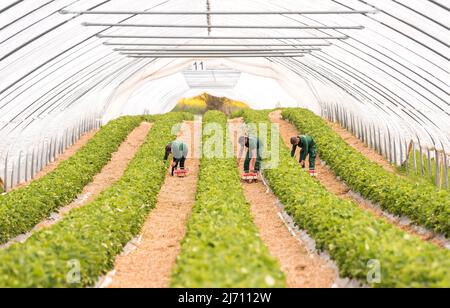 05 mai 2022, Schleswig-Holstein, Grömitz: Les ouvriers récoltent les premières fraises mûres dans un champ dans un tunnel de feuilles. La saison des fraises a commencé dans le Schleswig-Holstein. Photo: Daniel Bockwoldt/dpa Banque D'Images