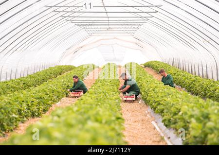 05 mai 2022, Schleswig-Holstein, Grömitz: Les ouvriers récoltent les premières fraises mûres dans un champ dans un tunnel de feuilles. La saison des fraises a commencé dans le Schleswig-Holstein. Photo: Daniel Bockwoldt/dpa Banque D'Images