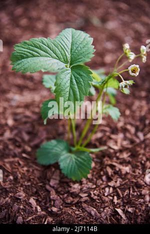 Un Bush fleuri de fraises de jardin pousse sur un lit arrosé de paillis. Banque D'Images