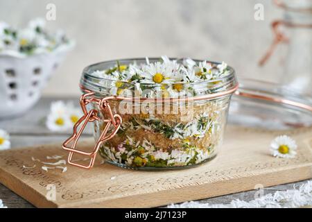 Préparation de sirop de plantes maison à partir de fleurs de pâquerettes fraîches recueillies au printemps dans un pot en verre Banque D'Images