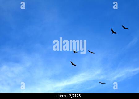 Troupeau de Condors andins volant dans le ciel bleu au-dessus du canyon de Colca dans la région d'Arequipa, Pérou, Amérique du Sud Banque D'Images