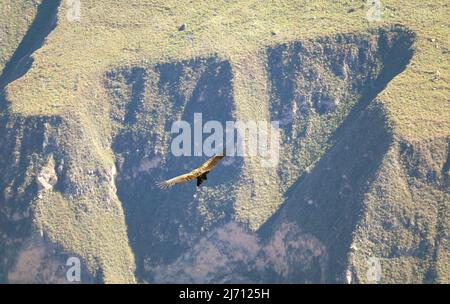 Un Condor andin volant dans la lumière du matin du canyon de Colca, le haut-pays de la région d'Arequipa, Pérou Banque D'Images