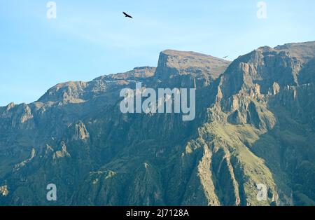 Troupeau de condors andins survolant le canyon de Colca, Altiplano péruvien, région d'Arequipa, Pérou, Amérique du Sud Banque D'Images