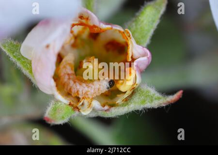 Anthonomus pomorum ou le charançon de la fleur de pomme est un des principaux ravageurs des pommiers Malus domestica. Larva à l'intérieur du bourgeon des pommiers. Banque D'Images