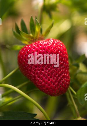 05 mai 2022, Schleswig-Holstein, Grömitz : une fraise mûre est accroché d'une plante dans un champ dans un tunnel de feuilles. La saison des fraises a commencé dans le Schleswig-Holstein. Photo: Daniel Bockwoldt/dpa Banque D'Images