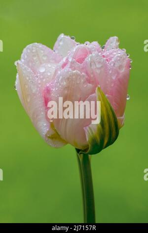 Magnifique Parrot Tulip rose et blanc vient d'entrer dans la fleur, couvert de gouttes de pluie et placé contre le feuillage hors foyer dans un jardin Banque D'Images