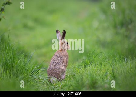 Vue arrière d'un lièvre brun sauvage (Lepus europaeus) isolé dans la campagne britannique, en alerte avec les oreilles rachées, assis dans l'herbe humide. Banque D'Images