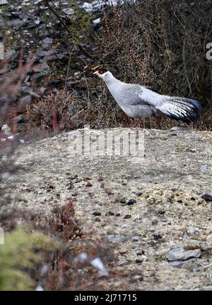 (220505) -- NAGQU, 5 mai 2022 (Xinhua) -- On observe Un faisan à oreilles blanches (Crossoptilon crossoptilon) à Nagqu, dans la région autonome du Tibet du sud-ouest de la Chine, le 3 mai 2022. Le faisan à oreilles blanches (Crossoptilon crossoptilon) est un oiseau endémique à la Chine qui est sous protection nationale de seconde classe. (Xinhua/Zhang Rufeng) Banque D'Images