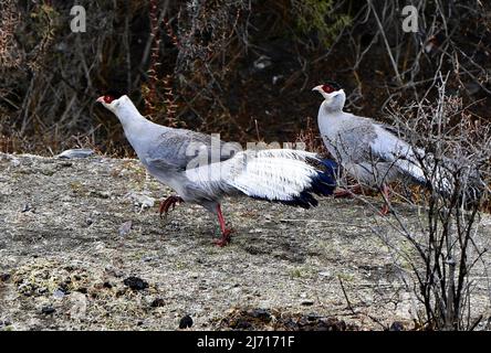 (220505) -- NAGQU, 5 mai 2022 (Xinhua) -- deux faisans à oreilles blanches (Crossoptilon crossoptilon) sont observés à Nagqu, dans la région autonome du Tibet du sud-ouest de la Chine, 3 mai 2022. Le faisan à oreilles blanches (Crossoptilon crossoptilon) est un oiseau endémique à la Chine qui est sous protection nationale de seconde classe. (Xinhua/Zhang Rufeng) Banque D'Images