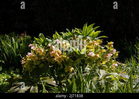 Bouquet de fleurs roses de l'helleborus orientalis, également appelé rose de lenten ou orientalische Nieswurz Banque D'Images