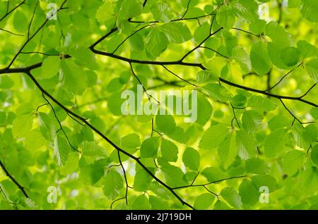 Nouveau feuillage vert frais du Fagus sylvatica, connu sous le nom de hêtre européen ou hêtre commun dans une forêt au printemps Banque D'Images