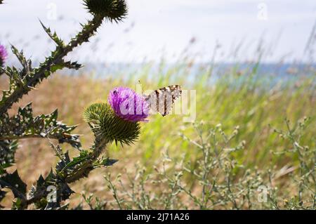 Un papillon sur une fleur de chardon. Vue avant. Banque D'Images