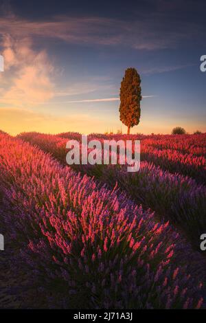 Champs de lavande et cyprès au coucher du soleil. Orciano Pisano, Toscane, Pise, Italie. Europe Banque D'Images