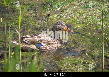 canard femelle ou simplement canard à la recherche de nourriture dans un étang avec beaucoup d'algues Banque D'Images