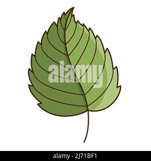 Feuille de bouleau vert. Botanique, élément de conception de plantes avec contour. Heure d'été, automne. Doodle, dessiné à la main. Conception plate. Illustration à vecteur de couleur. Est Illustration de Vecteur