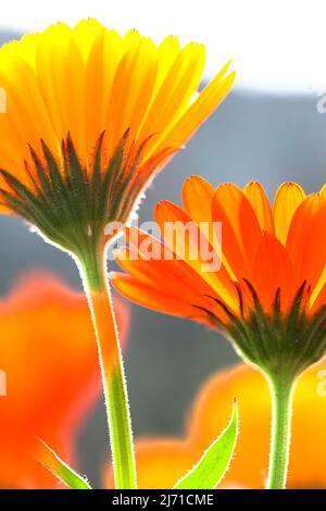 Gerbera, orange et jaune, pâquerettes qui poussent à l'extérieur. Banque D'Images