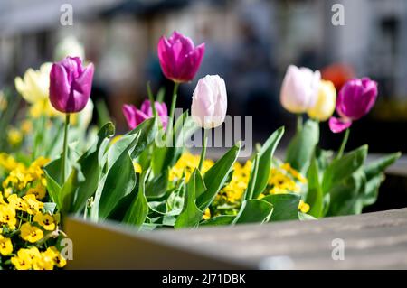 05 mai 2022, Basse-Saxe, Verden: Des tulipes de différentes couleurs fleurissent dans un centre-ville fleuri. Photo: Hauke-Christian Dittrich/dpa Banque D'Images