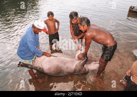 Groupe d'hommes autochtones d'une tribu amazonienne au Brésil, se préparant à démember un animal chassé pour nourrir la tribu. Rivière Xingu, Jogos Indígenas 2010. Banque D'Images