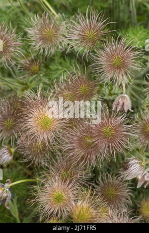 Gros plan des têtes de graines de Pasqueflower - Pulsatilla vulgaris aka European / commun pasqueflower, fleur de vent, pré anémone, anemone pulsatilla. Banque D'Images