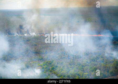 Flammes et rideau de fumée d'un feu de forêt dans l'Amazonie brésilienne. Banque D'Images