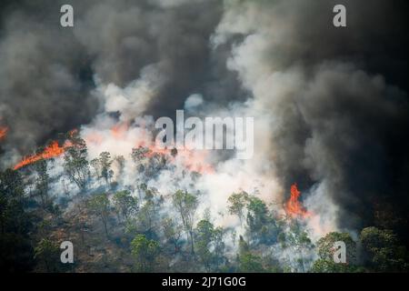 Flammes et rideau de fumée d'un feu de forêt dans l'Amazonie brésilienne. Banque D'Images