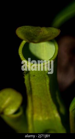 Gros plan de Nepenthes gracilis sur fond sombre. Banque D'Images