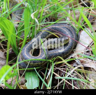 Un serpent de jarretière de l'est s'enroule dans une zone d'herbe Banque D'Images