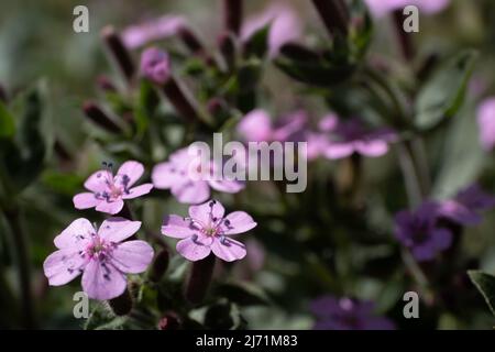 Fleurs roses de la Saponaria officinalis ou de la soaprète commune en été avec une profondeur de champ proche. Concentrez-vous sur la deuxième fleur en bas à gauche Banque D'Images