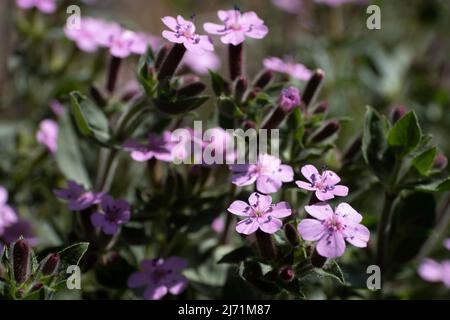 Fleurs roses de la Saponaria officinalis ou de la soaprète commune en été avec une profondeur de champ proche. Concentrez-vous sur la deuxième fleur en bas à droite Banque D'Images