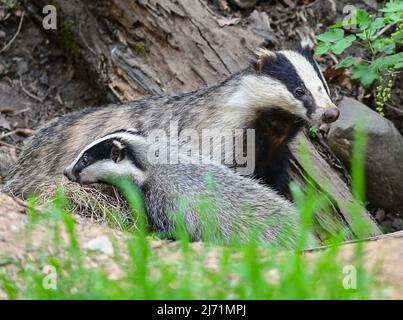 01 mai 2022, Brandebourg, Sieversdorf: Une femme mère du blaireau européen (Meles meles) est vue avec un cub à l'entrée du terrier. Le prédateur nocturne appartient à la famille des martres. Le blaireau vit principalement dans la forêt, où il construit ses vastes terriers principalement sur des pentes. Photo: Patrick Pleul/dpa/ZB Banque D'Images